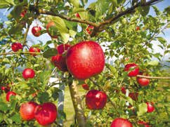 木１本分のりんご（１００個　保証)（※収穫可能な方のみ）の特産品画像