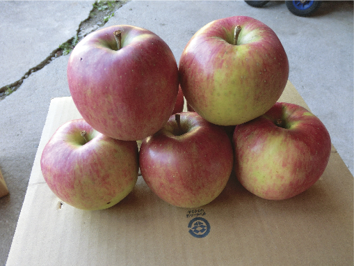 リンゴの特産品画像