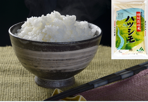 岐阜県産特別栽培米ハツシモ　5kgの特産品画像