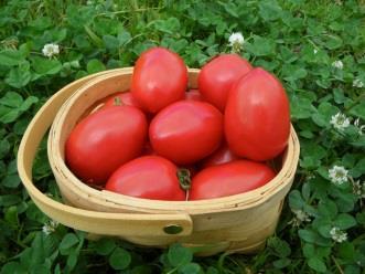 トマトファーム飛騨Oh!ロメオ 加熱調理専用トマトの特産品画像
