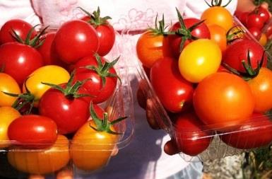トマトファーム飛騨 自然栽培トマトオーナーふるさとコースの特産品画像