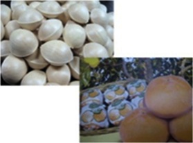 羽島産　富有柿と「藤九郎ギンナン」セットの特産品画像