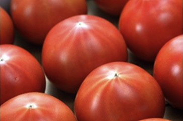 高糖度トマト「アメーラ」の特産品画像