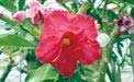 幻の八重咲き「天空のバラ」と季節の鉢花セットの特産品画像