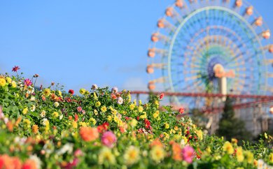 富士 花めぐりの里&遊園地ぐりんぱ入園セット券 4枚の特産品画像