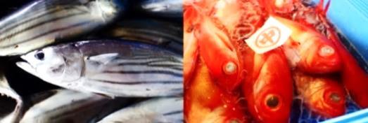 旬の鮮魚詰合せセットの特産品画像