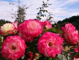 バガテル公園オリジナル　バラ花束の特産品画像