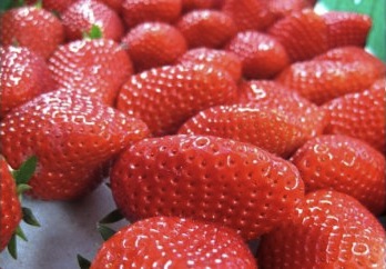 松田農園のイチゴ「章姫」（限定100セット）の特産品画像