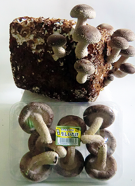 椎茸菌床/生椎茸の特産品画像