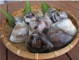 丸元水産　桑名産蛤(ハマグリ)1.5kgの特産品画像