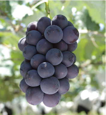 竜王産葡萄の特産品画像