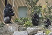 京都市動物園観覧券(ペア)の特産品画像