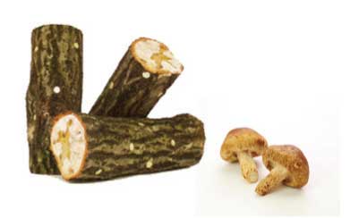 原木椎茸栽培セットの特産品画像