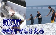 地曳網漁業体験＆新鮮な海の幸バーベキュー！の特産品画像