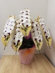 胡蝶蘭（白赤）の特産品画像