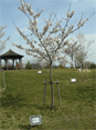 孫桜（記念植樹）の特産品画像