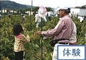 「黒大豆枝豆」の収穫体験の特産品画像
