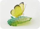 ガラスの蝶　キチョウonリーフの特産品画像