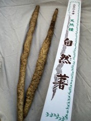 山菜の王者天然種「自然薯」の特産品画像