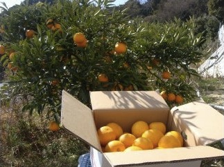 ナルトオレンジの特産品画像