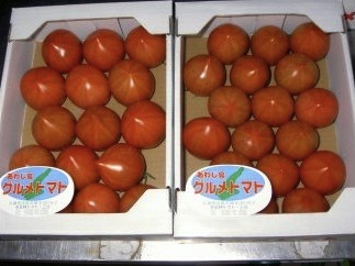 グルメトマト（1kg）の特産品画像
