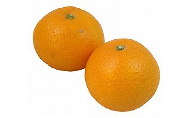清見オレンジの特産品画像
