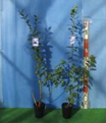 接ぎ木ブルーベリー苗２本＋簡単鉢植栽培キット×２の特産品画像