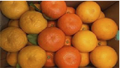 春の柑橘詰合せの特産品画像