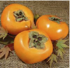種なし柿 [約7.5kg] 刀根早生柿・平核無柿 (果実サイズおまかせ)の特産品画像