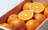 木箱入り和歌山産ネーブルオレンジの特産品画像