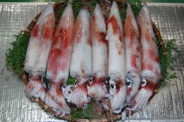 鳥取県産白イカの特産品画像