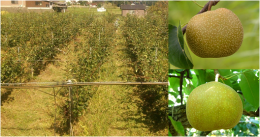 根域制限栽培の梨の木のオーナー権の特産品画像