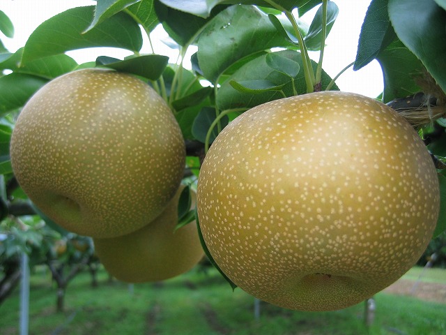 あきづき梨の特産品画像