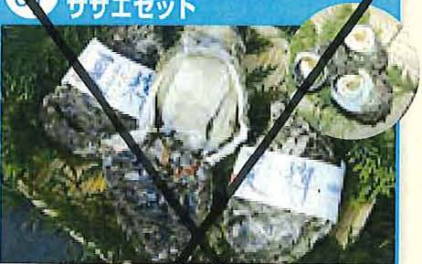 夏輝ブランド天然岩ガキ（特大）・サザエセットの特産品画像