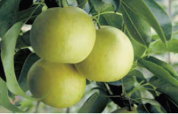 【果物】二十世紀梨の特産品画像