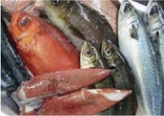 鮮魚セットの特産品画像