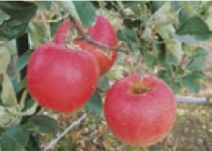 季節のりんごの特産品画像