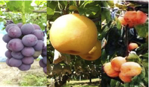 南部町産季節のフルーツ詰め合わせの特産品画像