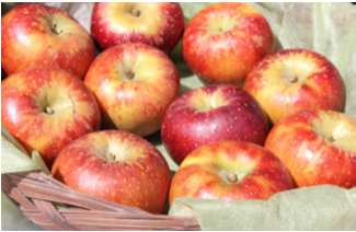 世羅のりんごの特産品画像