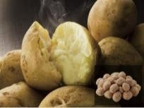 萩相島産馬鈴薯の特産品画像