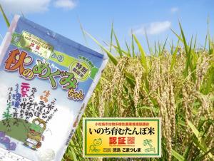 いのち育むたんぼ米(平成28年産 コシヒカリ 10kg)の特産品画像