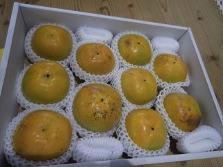 太秋柿（たいしゅうがき）の特産品画像