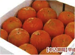 季節のフルーツ（9月受付分）（早生富有柿）の特産品画像