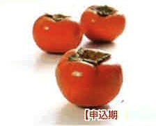 季節のフルーツ（10月受付分）（富有柿）の特産品画像
