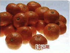季節のフルーツ（11月、12月受付分）（温州みかん）の特産品画像