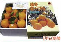 季節のフルーツ（１月受付分）（葉付完熟ネーブル）の特産品画像