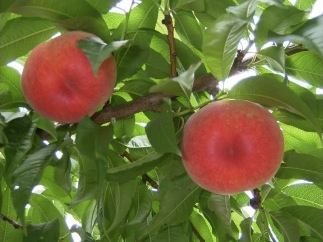 飯南の桃の特産品画像