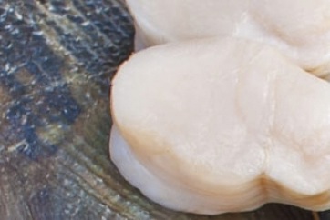 たいらぎ貝の特産品画像