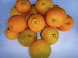 果物屋さんの厳選フルーツの特産品画像