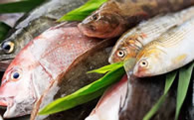 燧灘のお魚お楽しみセットの特産品画像